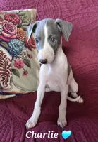 AKC Charlie, a male Whippet for sale in Okeechobee, FL – Photo 3 of 9