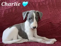 AKC Charlie, a male Whippet for sale in Okeechobee, FL – Photo 1 of 9