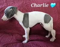 AKC Charlie, a male Whippet for sale in Okeechobee, FL – Photo 4 of 9