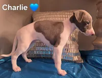 AKC Charlie, a male Whippet for sale in Okeechobee, FL – Photo 1 of 4