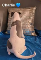 AKC Charlie, a male Whippet for sale in Okeechobee, FL – Photo 3 of 4