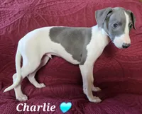 AKC Charlie, a male Whippet for sale in Okeechobee, FL – Photo 2 of 9