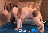 AKC Charlie, a male Whippet for sale in Okeechobee, FL – Photo 2 of 4