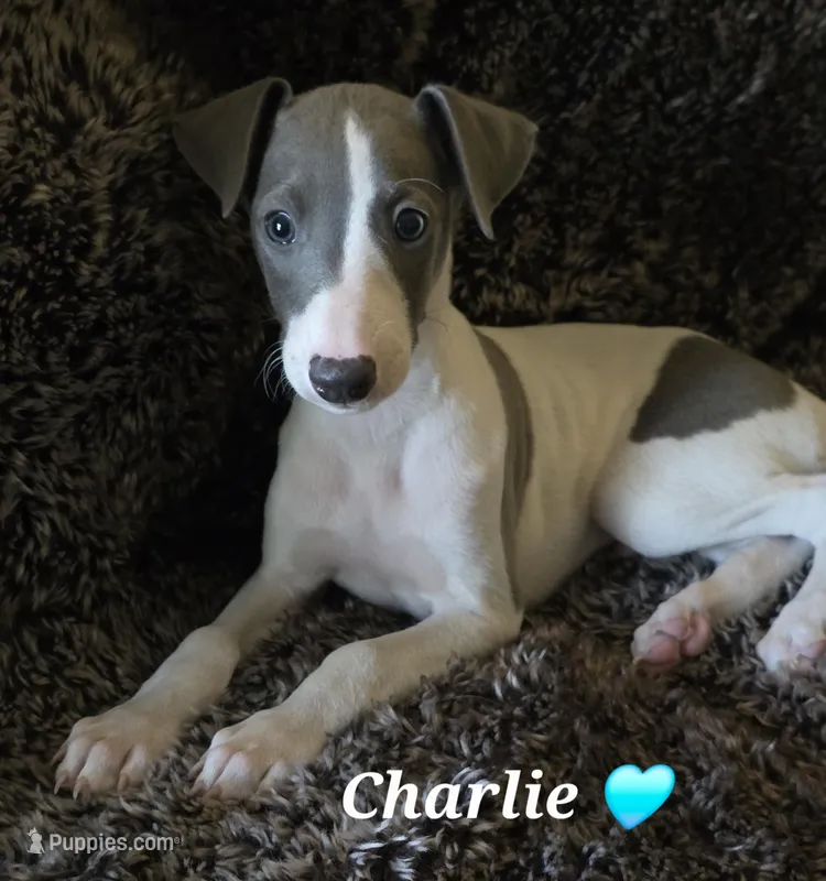 AKC Charlie – Whippet puppy for sale in Okeechobee, FL