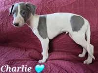 AKC Charlie, a male Whippet for sale in Okeechobee, FL – Photo 5 of 9