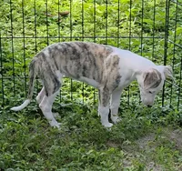AKC Lacey, a female Whippet for sale in Okeechobee, FL – 2 of 9