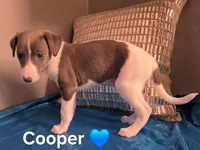 AKC Cooper, a male Whippet for sale in Okeechobee, FL – Photo 4 of 5