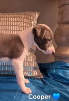 AKC Cooper, a male Whippet for sale in Okeechobee, FL – Photo 3 of 5