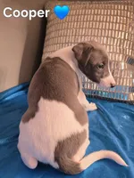 AKC Cooper, a male Whippet for sale in Okeechobee, FL – Photo 2 of 5