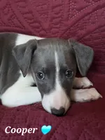 AKC Cooper, a male Whippet for sale in Okeechobee, FL – Photo 3 of 10