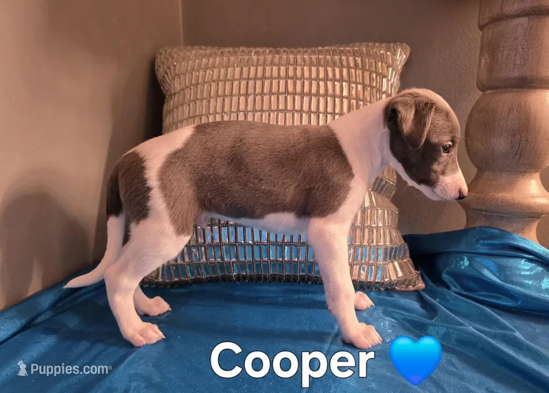 AKC Cooper – Whippet puppy for sale in Okeechobee, FL