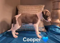 AKC Cooper, a male Whippet for sale in Okeechobee, FL – Photo 1 of 5