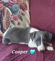 AKC Cooper, a male Whippet for sale in Okeechobee, FL – Photo 2 of 10