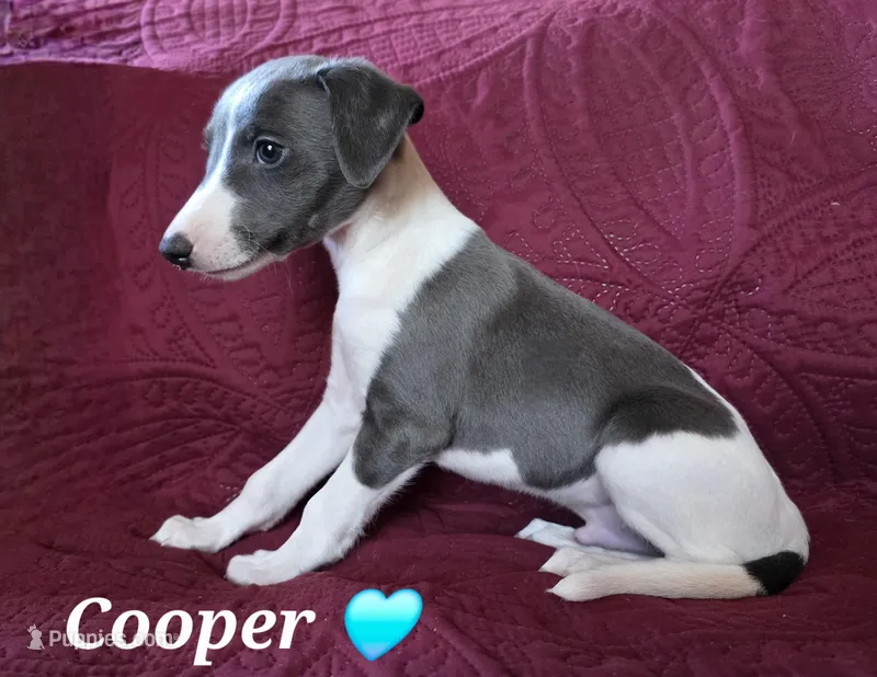 AKC Cooper – Whippet puppy for sale in Okeechobee, FL