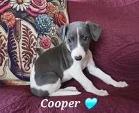 AKC Cooper, a male Whippet for sale in Okeechobee, FL – Photo 4 of 10