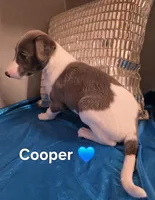 AKC Cooper, a male Whippet for sale in Okeechobee, FL – Photo 5 of 5