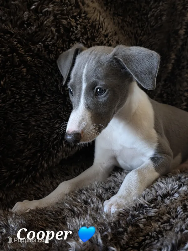 AKC Cooper – Whippet puppy for sale in Okeechobee, FL