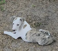 AKC Lacey, a female Whippet for sale in Okeechobee, FL – 6 of 9