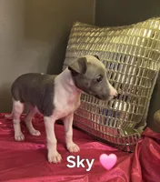 AKC Sky, a female Whippet for sale in Okeechobee, FL – Photo 2 of 4