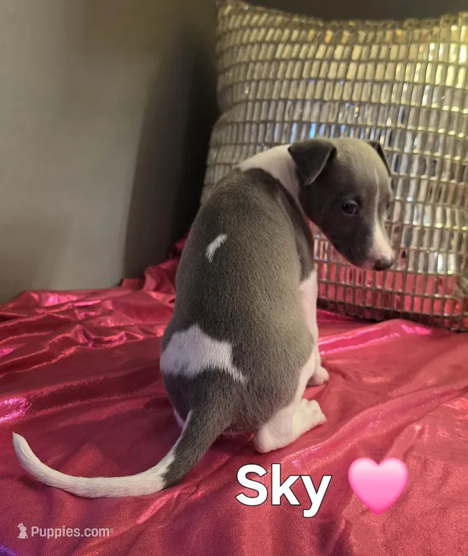 AKC Sky – Whippet puppy for sale in Okeechobee, FL