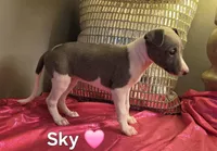 AKC Sky, a female Whippet for sale in Okeechobee, FL – Photo 3 of 4