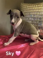 AKC Sky, a female Whippet for sale in Okeechobee, FL – Photo 4 of 4