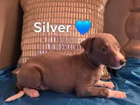 AKC Silver, a male Whippet for sale in Okeechobee, FL – Photo 4 of 5