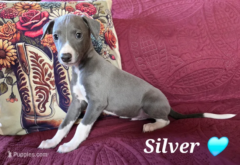AKC Silver – Whippet puppy for sale in Okeechobee, FL