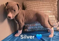 AKC Silver, a male Whippet for sale in Okeechobee, FL – Photo 2 of 5