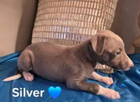 AKC Silver, a male Whippet for sale in Okeechobee, FL – Photo 3 of 5