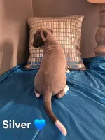 AKC Silver, a male Whippet for sale in Okeechobee, FL – Photo 5 of 5