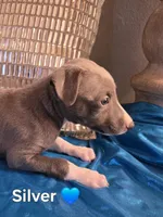 AKC Silver, a male Whippet for sale in Okeechobee, FL – Photo 1 of 5