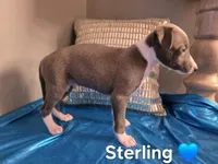 AKC Sterling, a male Whippet for sale in Okeechobee, FL – Photo 3 of 3