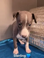 AKC Sterling, a male Whippet for sale in Okeechobee, FL – Photo 2 of 3