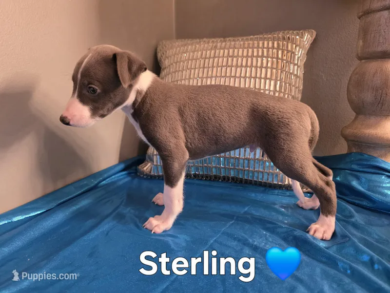 AKC Sterling – Whippet puppy for sale in Okeechobee, FL
