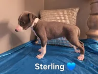 AKC Sterling, a male Whippet for sale in Okeechobee, FL – Photo 1 of 3