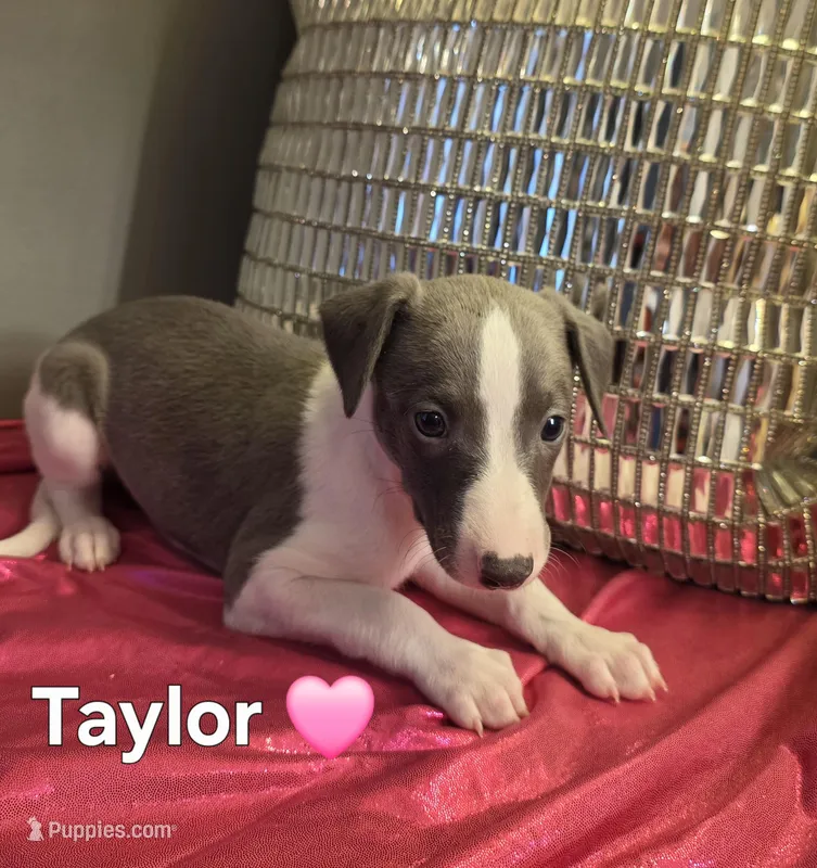 AKC Taylor – Whippet puppy for sale in Okeechobee, FL