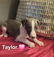 AKC Taylor, a female Whippet for sale in Okeechobee, FL – Photo 1 of 5