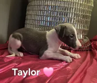 AKC Taylor, a female Whippet for sale in Okeechobee, FL – Photo 2 of 5