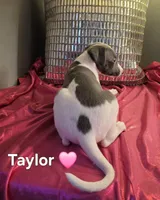 AKC Taylor, a female Whippet for sale in Okeechobee, FL – Photo 3 of 5