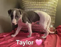 AKC Taylor, a female Whippet for sale in Okeechobee, FL – Photo 4 of 5