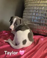 AKC Taylor, a female Whippet for sale in Okeechobee, FL – Photo 5 of 5