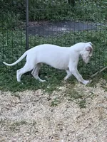 AKC Goose , a male Whippet for sale in Okeechobee, FL – 5 of 6