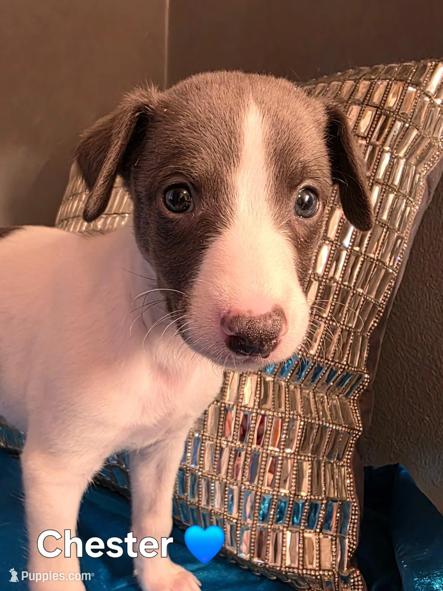 AKC Chester, a male Whippet for sale in Okeechobee, FL – Photo 4 of 4