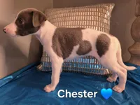 AKC Chester, a male Whippet for sale in Okeechobee, FL – Photo 2 of 4