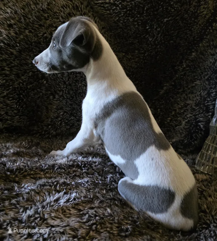 AKC Chester – Whippet puppy for sale in Okeechobee, FL