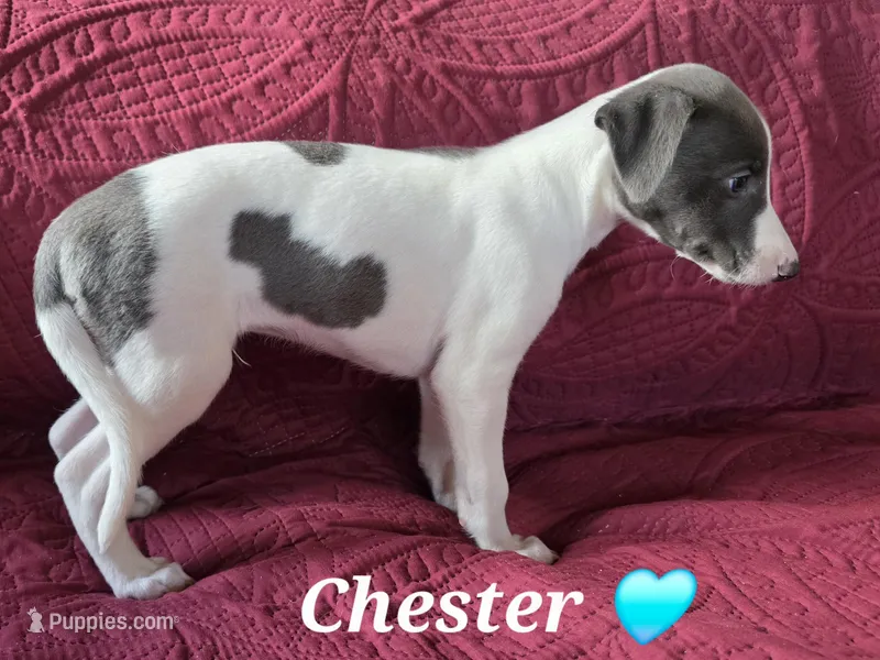 AKC Chester – Whippet puppy for sale in Okeechobee, FL