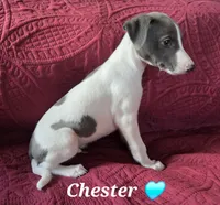 AKC Chester, a male Whippet for sale in Okeechobee, FL – Photo 3 of 10