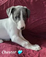 AKC Chester, a male Whippet for sale in Okeechobee, FL – Photo 2 of 10