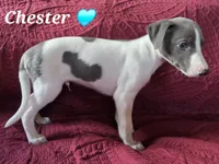 AKC Chester, a male Whippet for sale in Okeechobee, FL – Photo 5 of 10